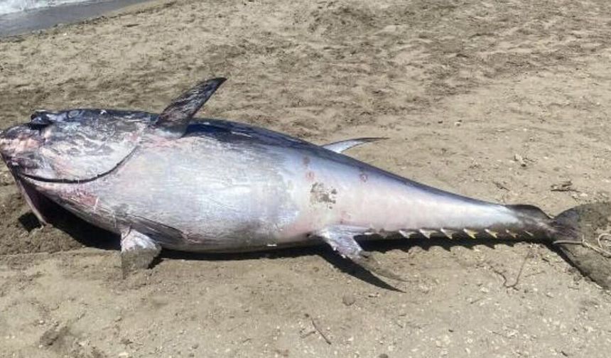 Çeşme kıyılarında orkinos ölümleri yeniden başladı: ÇEŞÇEP'ten yetkililere çağrı!