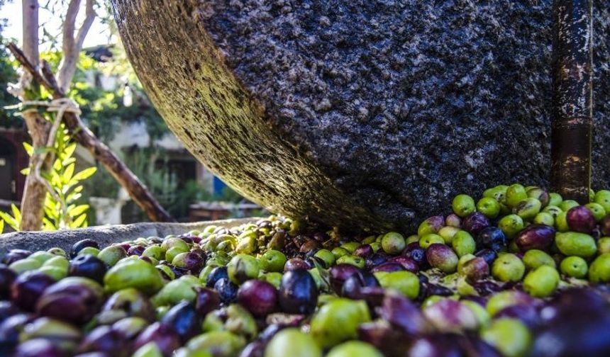 Aydın’da zeytin üreticisi isyan etti: Çiftçi olarak bittik!