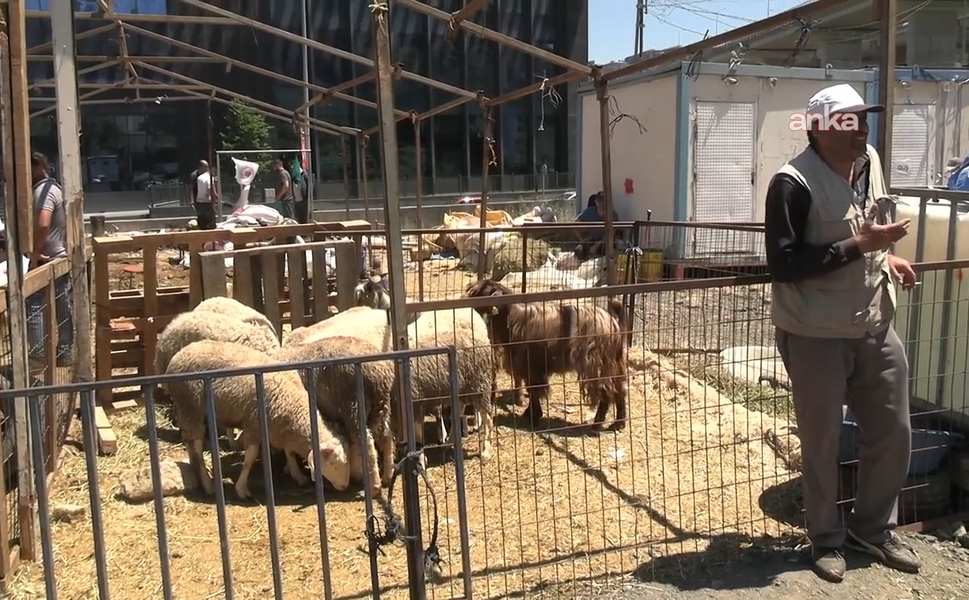 Besiciler bayramda eli boş döndü: Kurban satışları beklentinin altında kaldı