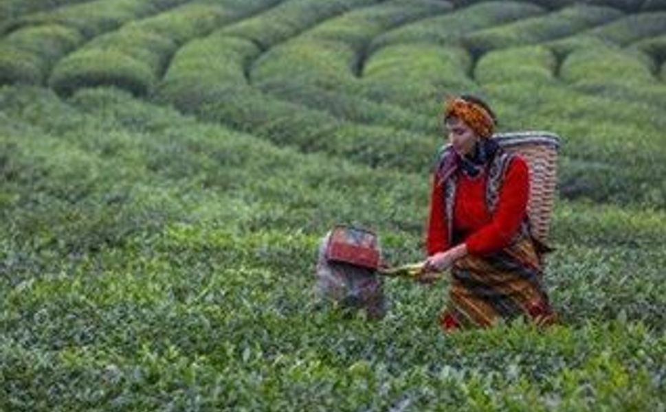 TZOB Başkanı Bayraktar’dan ‘taban fiyat’ uyarısı: Altına düşmeyin!