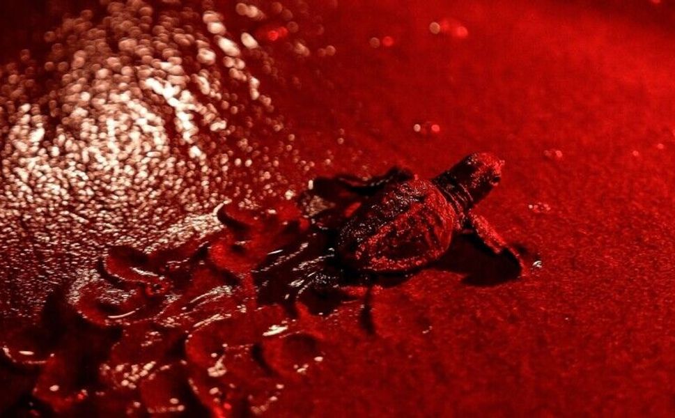 Deniz kaplumbağaları için 'kırmızı ışık' projesi: Ege sahillerinde yaygınlaştırılması planlanıyor