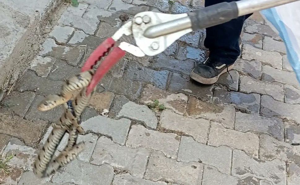 Eve giren yılan korkuttu: İtfaiye ekiplerince yakalandı