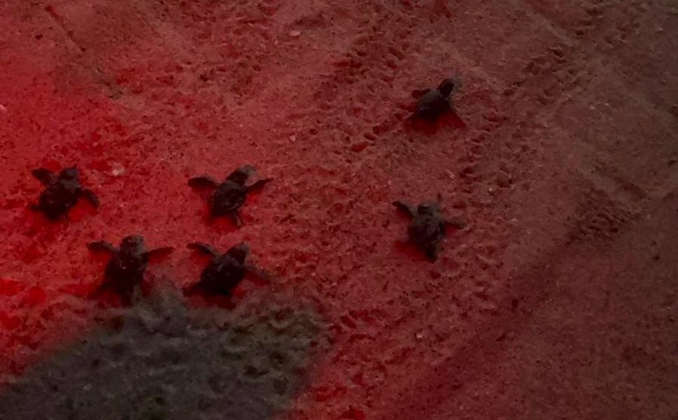 Kuşadası'nda 60 caretta caretta yavrusu denizle buluştu