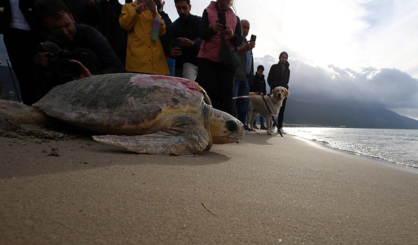 Caretta Caretta