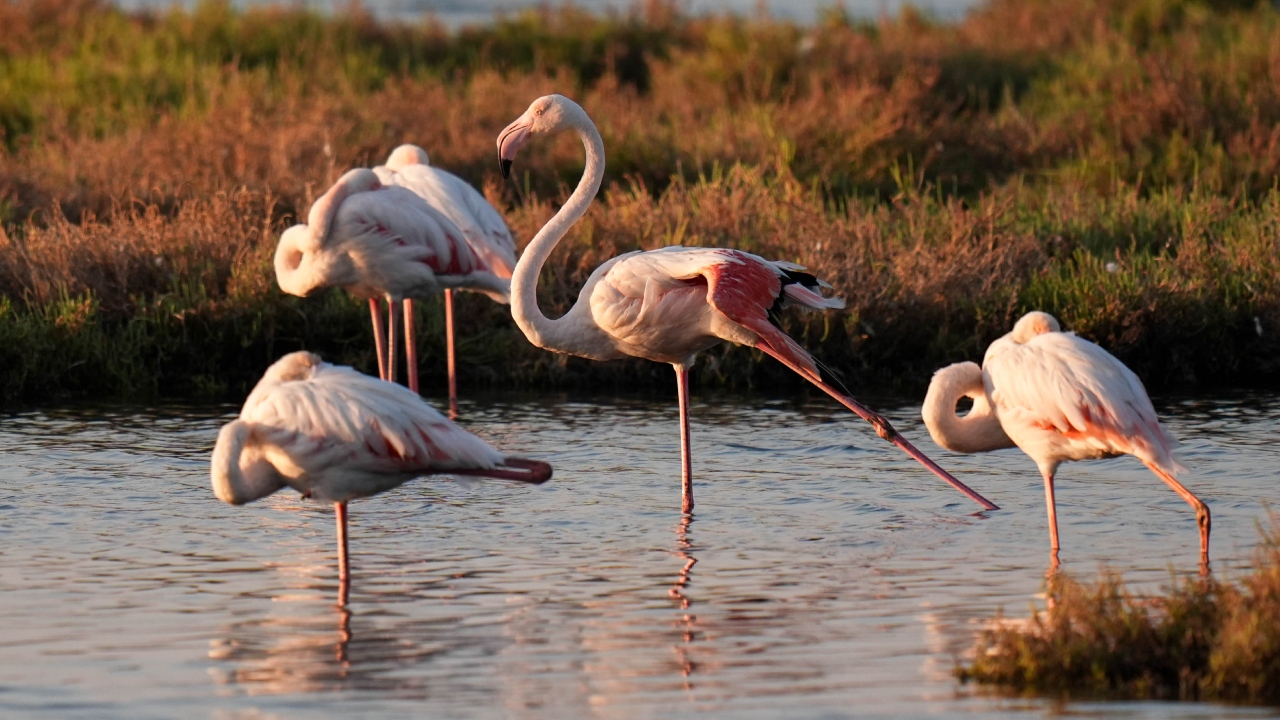 İzmir'de flamingoların göç hazırlığı böyle görüntülendi