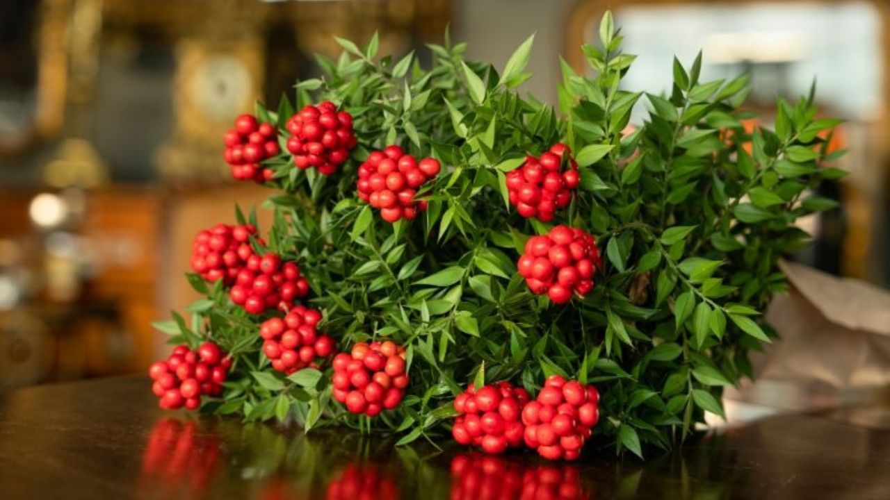 Herkes satın alıyor ama kimse bilmiyor: İşte kokinanın hikayesi