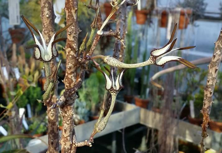 egzotik-gorunumuyle-buyuluyor-ceropegia-stapeliiformis-ve-yilan-otunun-bilinmeyen-faydalari