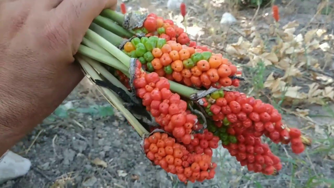 Egzotik Gorunumuyle Buyuluyor Ceropegia Stapeliiformis Ve Yilan Otunun Bilinmeyen Faydalari
