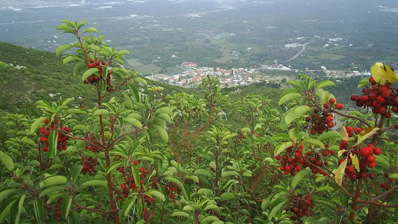 kemalpasa-kapakaa