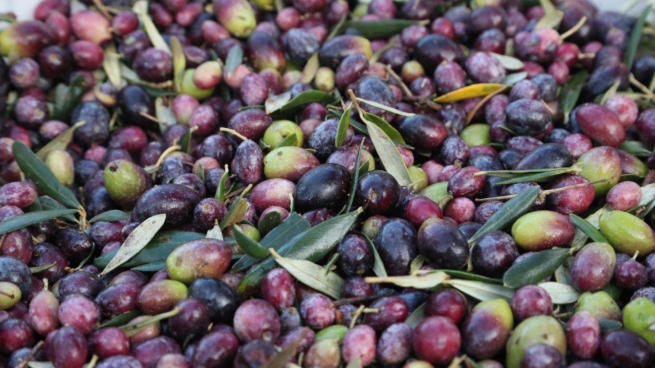 urla-balikova-zeytin-2