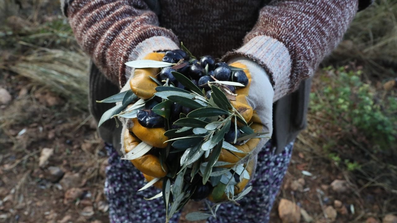 urla-balikova-zeytin-3