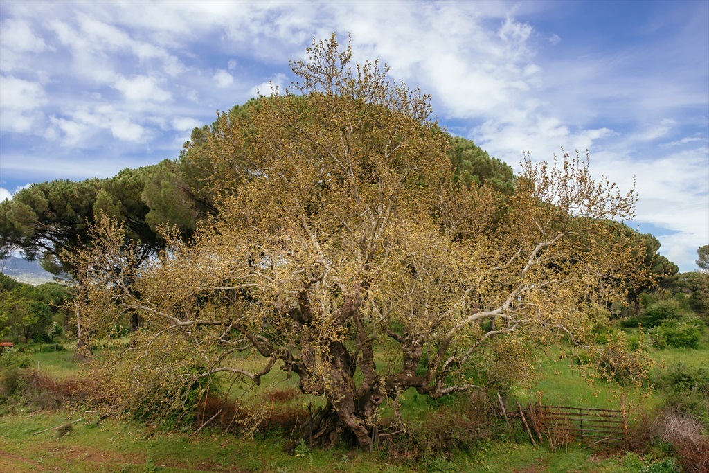 burasi-kaz-daglarindan-daha-fazla-ucsuz-bucaksiz-meralariyla-gorsel-solen