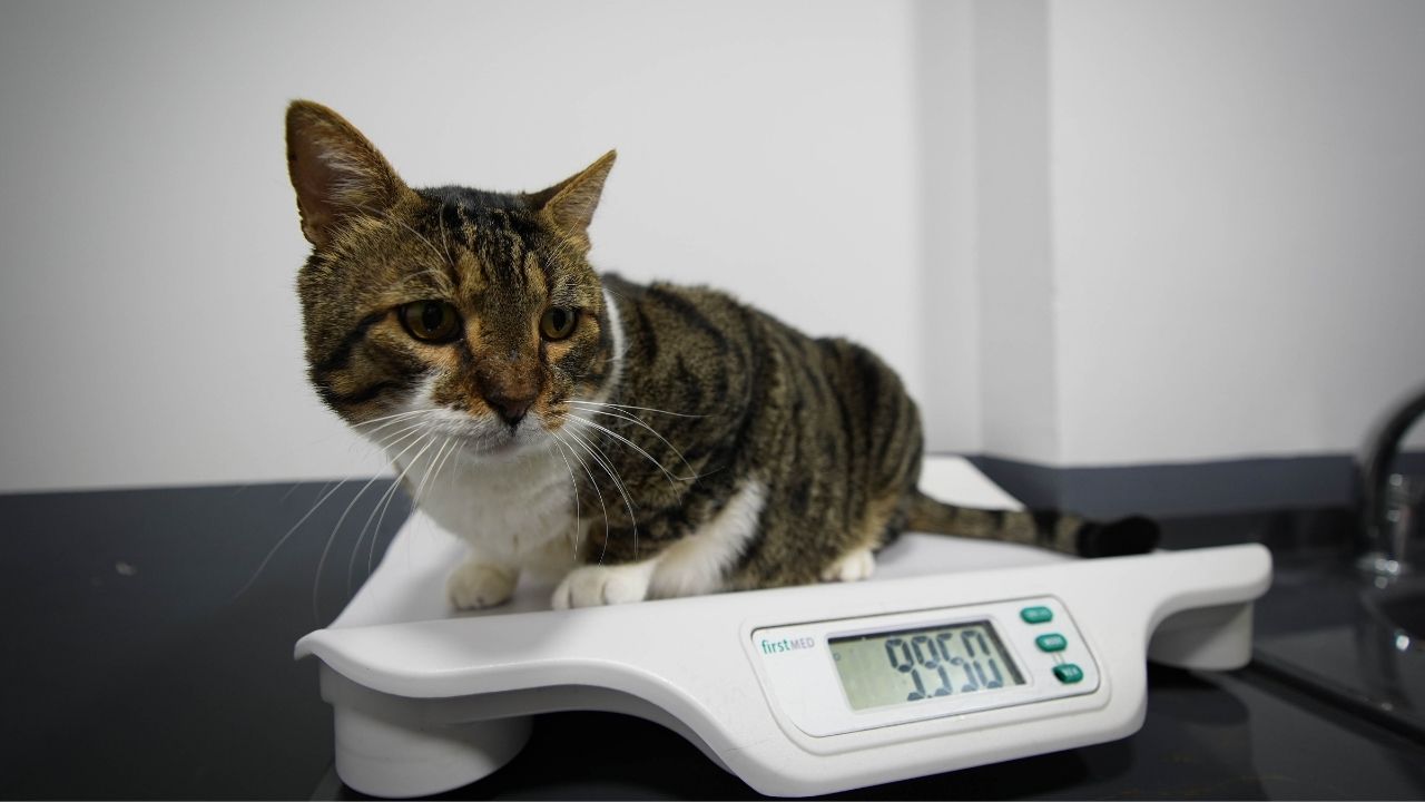 izmir-diyabet-hastasi-kedi-mars-5