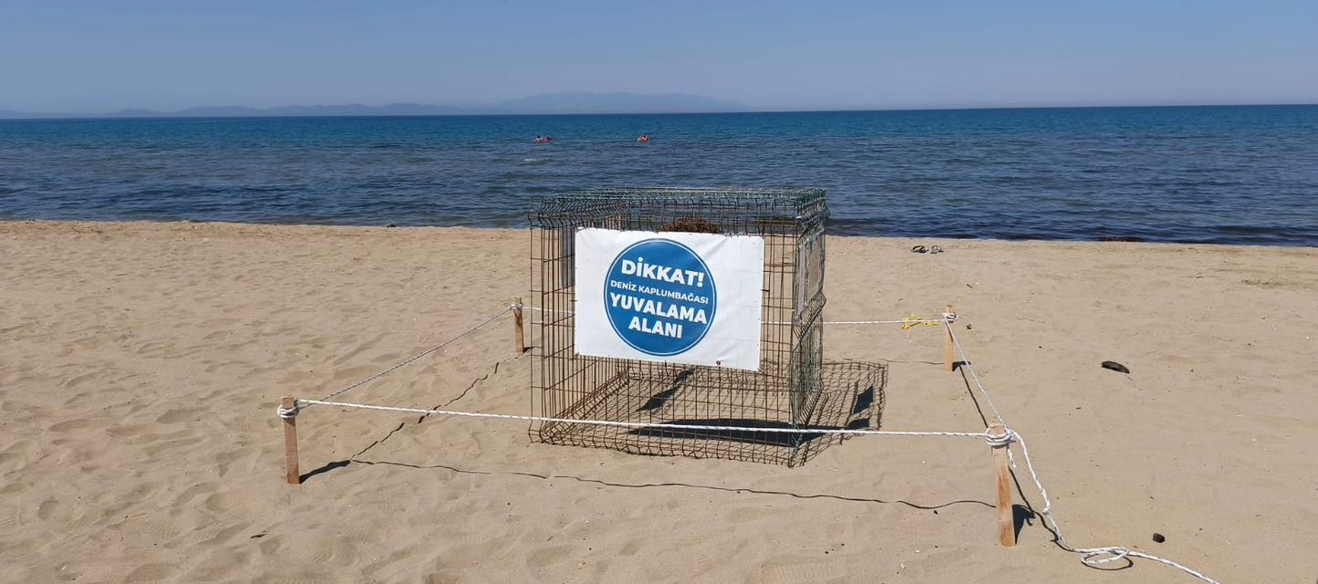 caretta-carettalar-izmirde-hayat-buluyor-bir-kaplumbaga-unlu-sahile-57-yumurta-birden-birakti-1