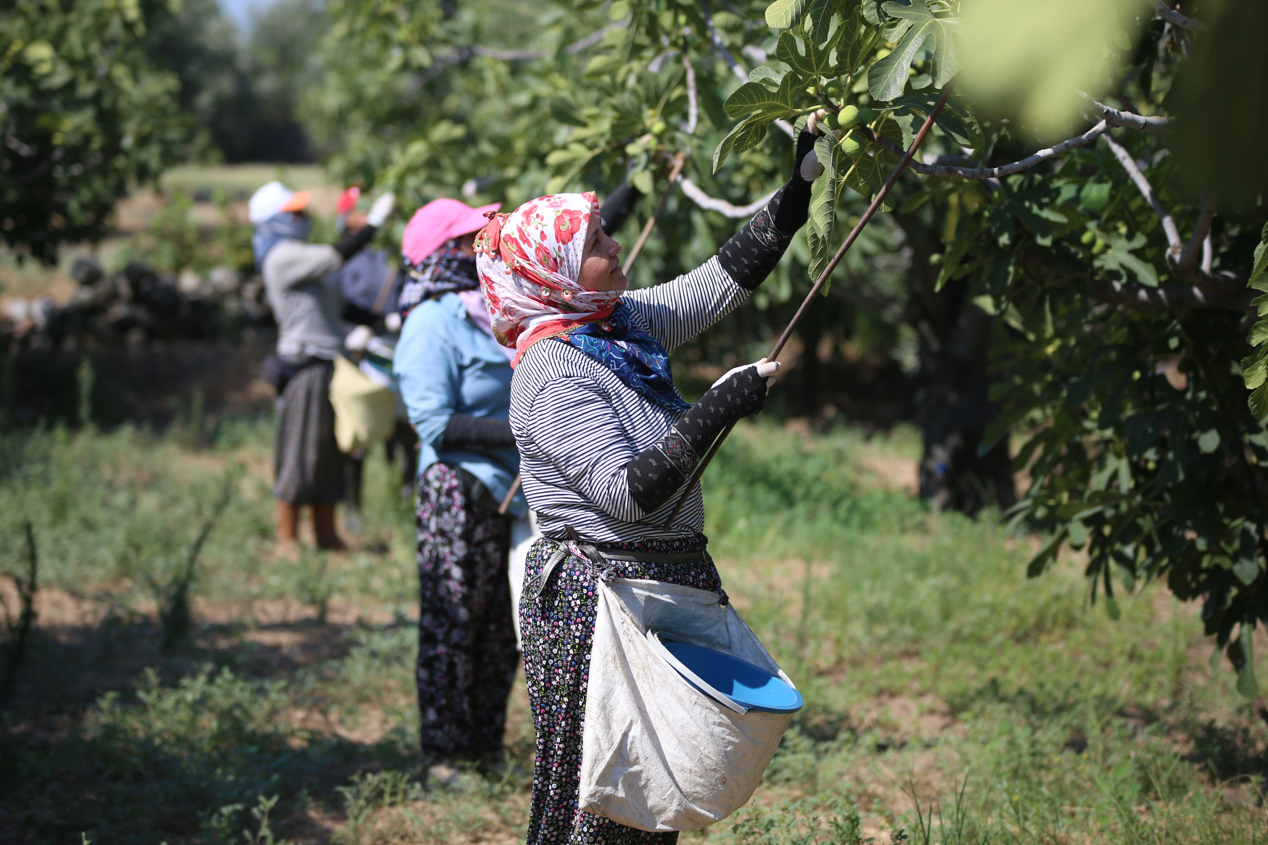 turkiyeyi-asti-avrupada-un-saldi-44-derece-sicaklik-altinda-hasat-zamani