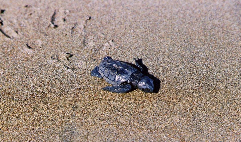 caretta-carettalar-izmirde-hayat-buluyor-bir-kaplumbaga-unlu-sahile-57-yumurta-birden-birakti-2
