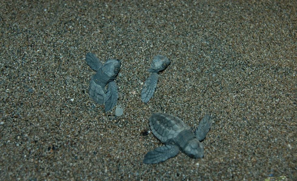Caretta Carettalar Izmirde Hayat Buluyor Bir Kaplumbaga Unlu Sahile 57 Yumurta Birden Birakti (2)