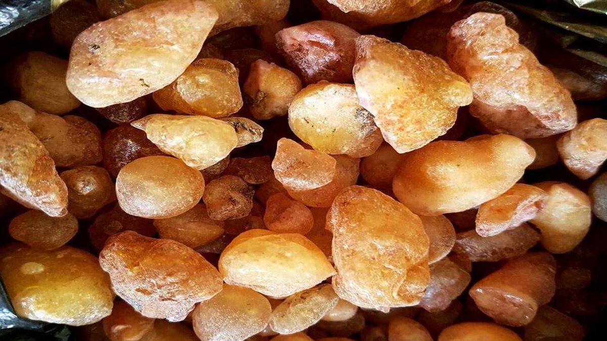 cam-sakizi-coban-armagani-sozuyle-akillara-geliyor-sagliga-6-bilinmeyen-faydasi