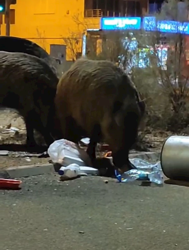 izmirde-toplanmaya-copler-domuzlara-yaradi-cusseleri-sasirtti