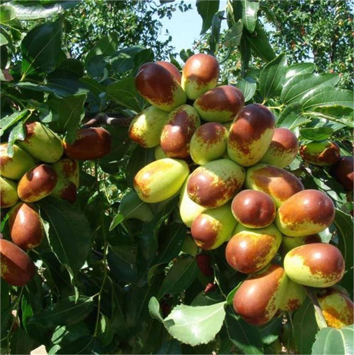 doganin-gizli-eczanesi-iste-mucize-meyvenin-10-faydasi