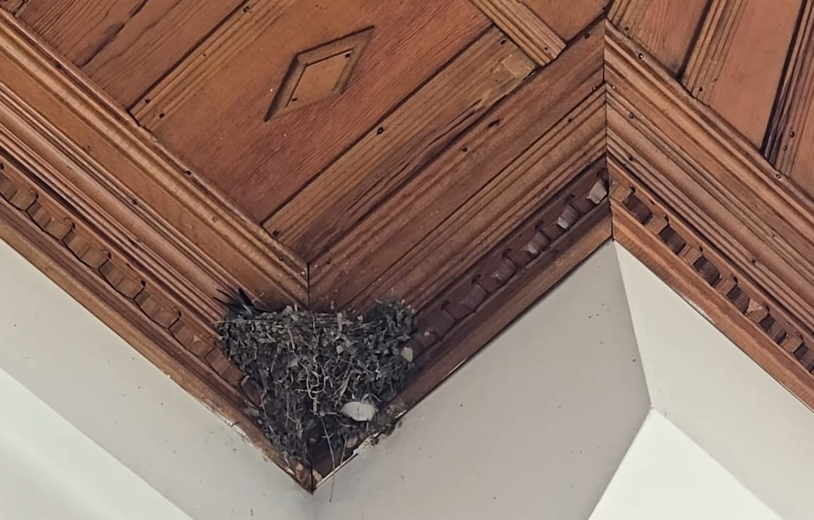 Muğla'da doğal sit kıyımı: Çevreciler ayağa kalktı