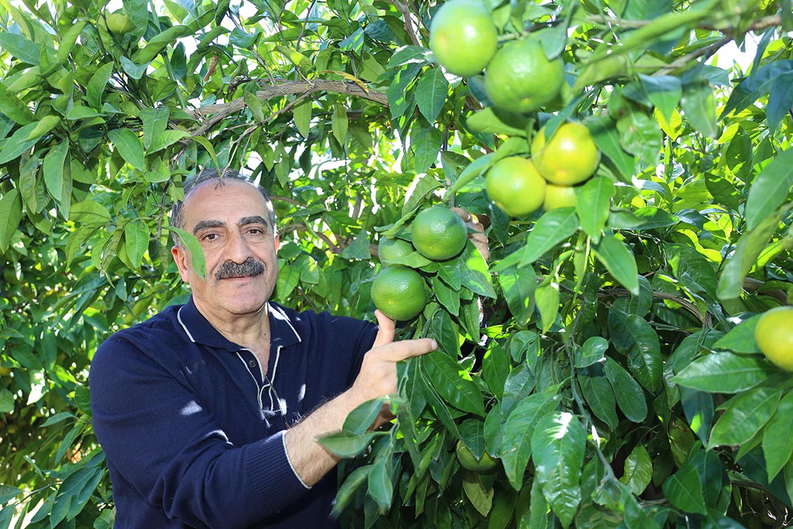 Mandalina ihracatında rekor artış: Hedef 500 milyon dolar!