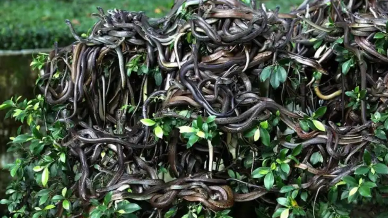 Bu Adaya Kimse Giremiyor Arkasındaki Sebep Ne (1)