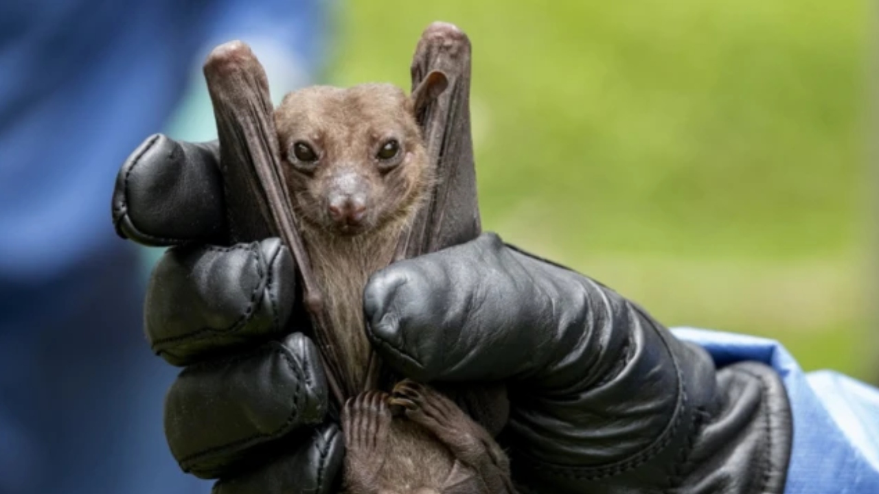 Dsö Harekete Geçti Yeni Virüs Yayılıyor (1)