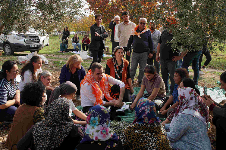 CHP’li Güç Kemalpaşa’da zeytin topladı, hükümeti eleştirdi