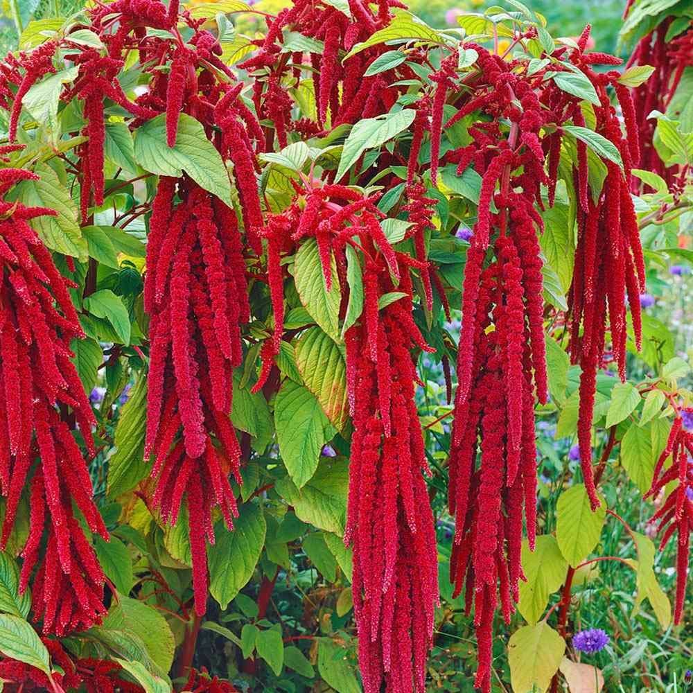 Güzelliği kadar ismiyle de ön plana çıkıyor; İşte horoz ibiğinin 4 faydası