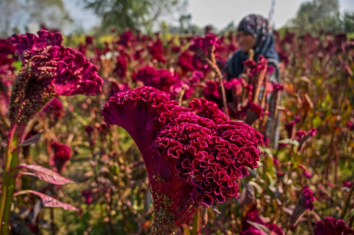 Güzelliği Kadar Ismiyle De Ön Plana Çıkıyor; İşte Horoz Ibiğinin 4 Faydası (6)