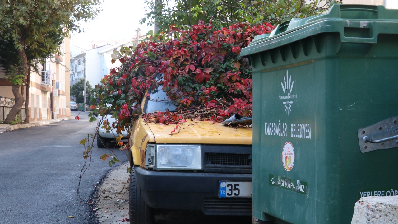 İzmir'de 8 Yıldır Park Halindeki Otomobili Sarmaşıklar Sardı (1)