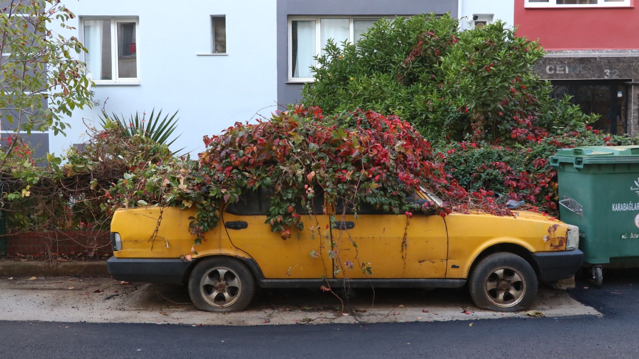 İzmir'de 8 Yıldır Park Halindeki Otomobili Sarmaşıklar Sardı