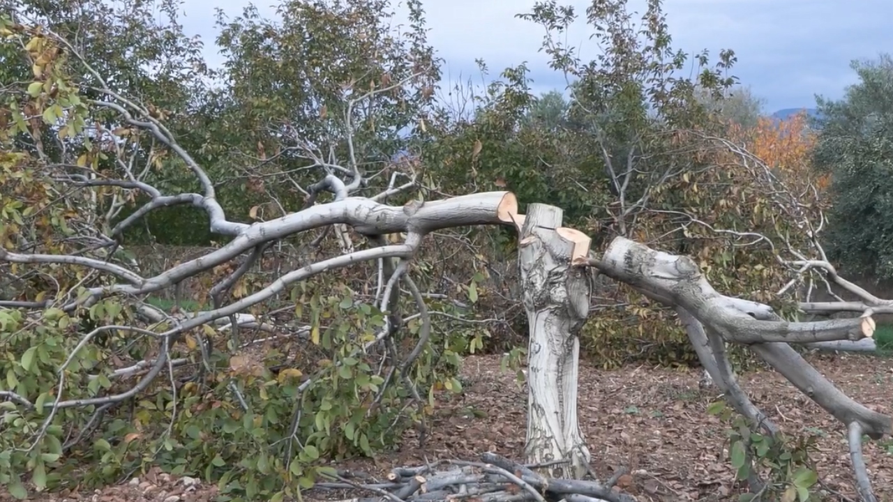 İzmir’de Ceviz Katliamı 20 Yıllık Ağaçlar Kesildi (1)