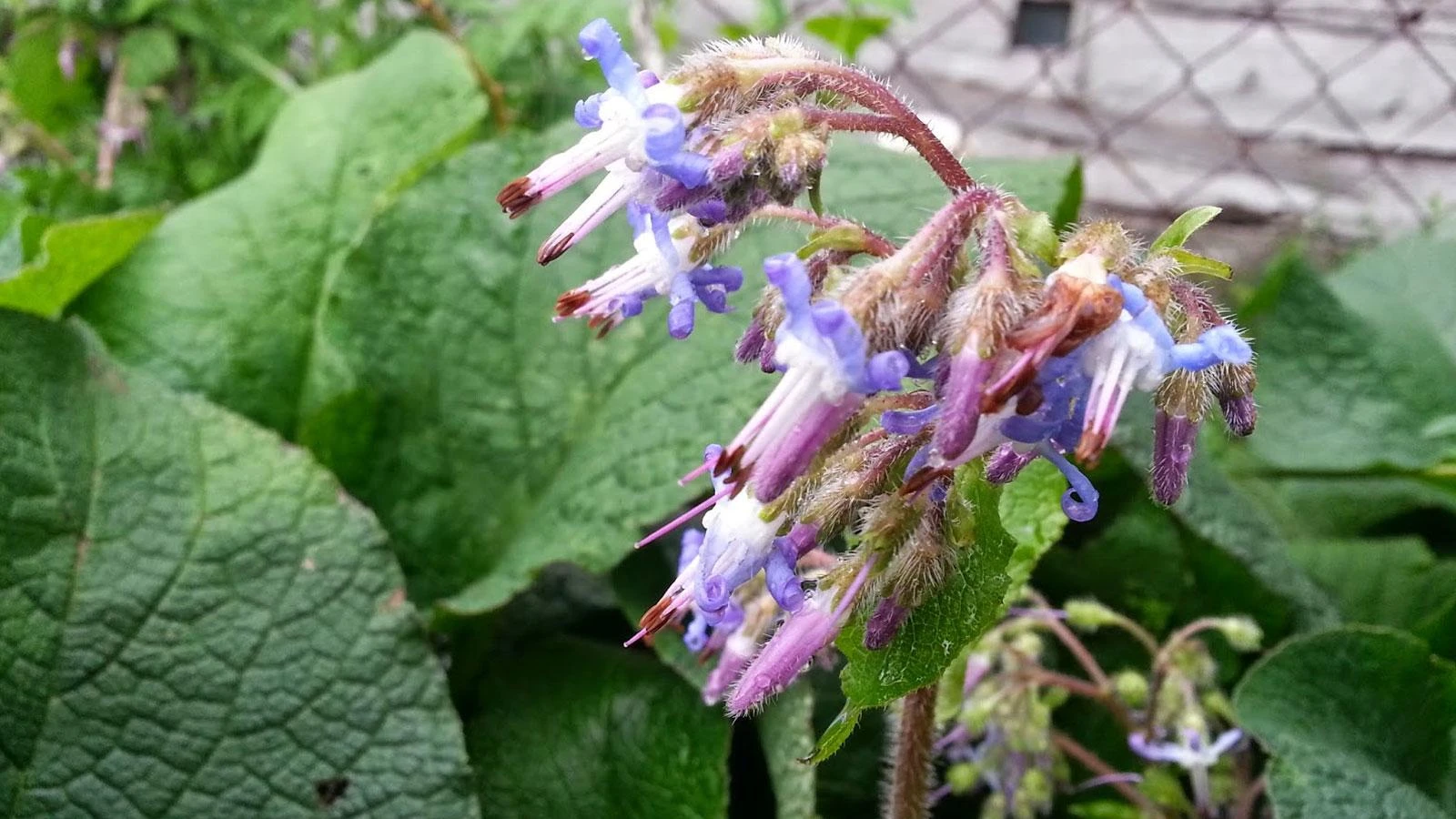 Kaldirik Otu Karadeniz’in Şifalı Bitkisi Mutfağa Ve Sağlığa Nasıl Katkı Sağlıyor (1)-1