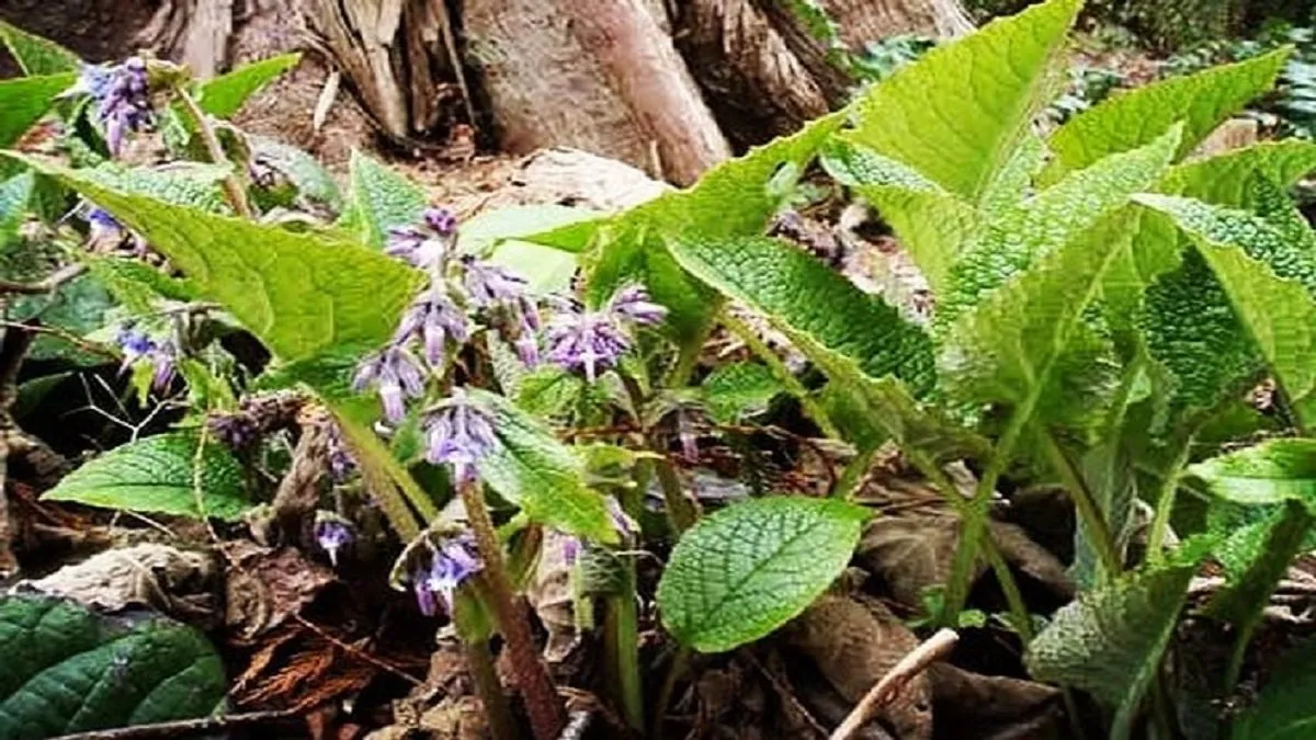 Kaldirik Otu Karadeniz’in Şifalı Bitkisi Mutfağa Ve Sağlığa Nasıl Katkı Sağlıyor (2)