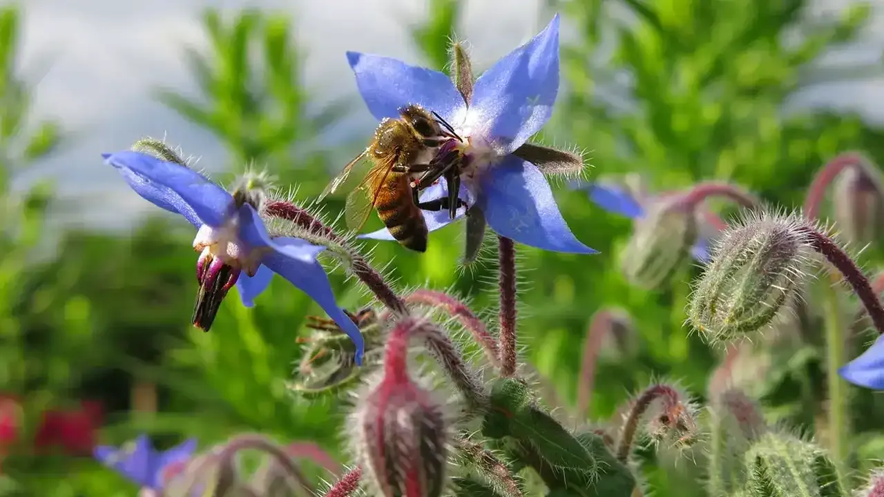 Kaldirik Otu Karadeniz’in Şifalı Bitkisi Mutfağa Ve Sağlığa Nasıl Katkı Sağlıyor (3)