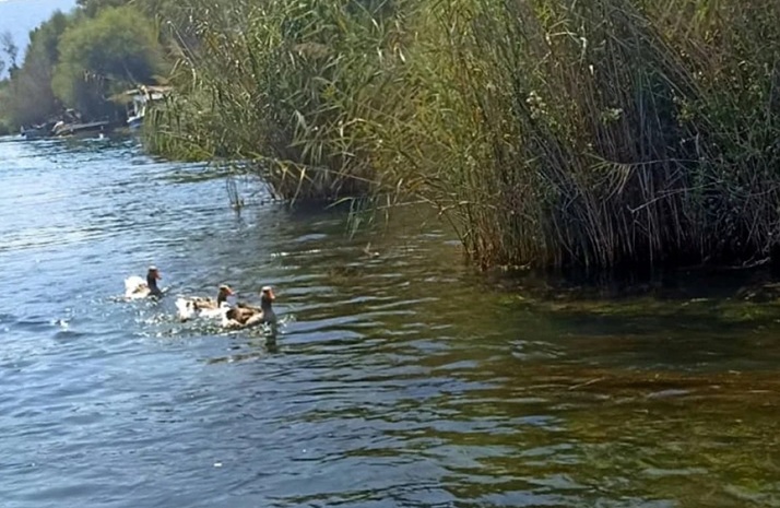 Muğla'da Kuş Gribi Alarmı İlk Vaka Görüldü 2