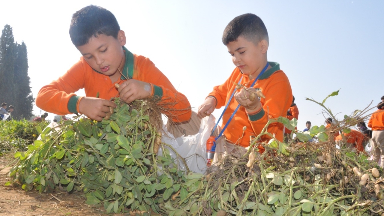 Ödemiş’te Öğrencilerle Yer Fıstığı Hasadı Heyecanı (2)