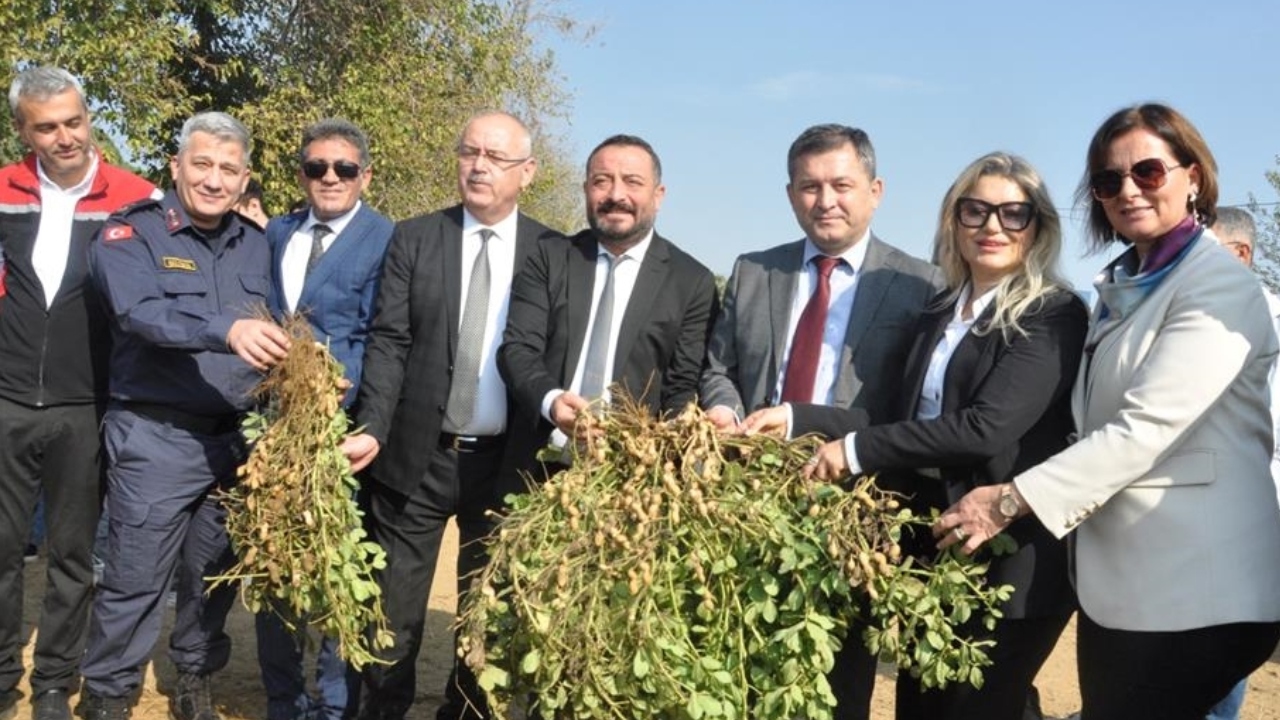 Ödemiş’te Öğrencilerle Yer Fıstığı Hasadı Heyecanı