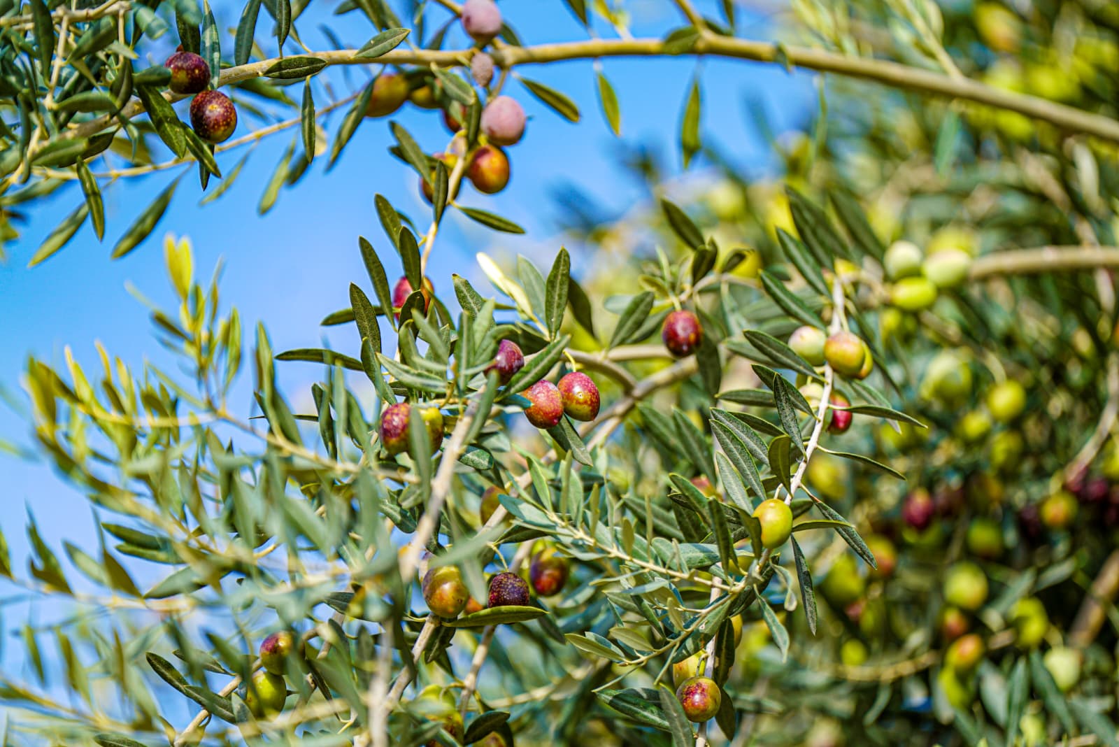 Torbalı’dan Dünya Pazarına 8 Bin Yıllık Miras Yeniden Canlandı (3)