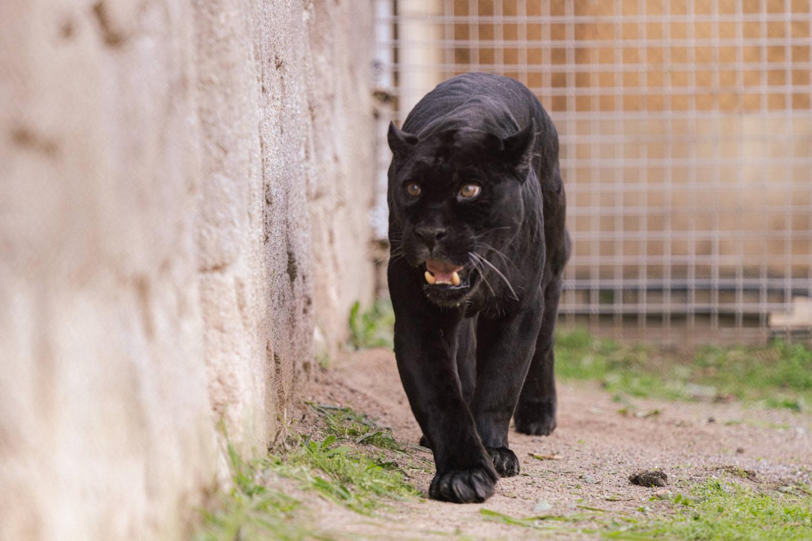 Doğal Yaşam Parkı’nın yeni konukları: Jüliet ve Yumuk da artık İzmirli!