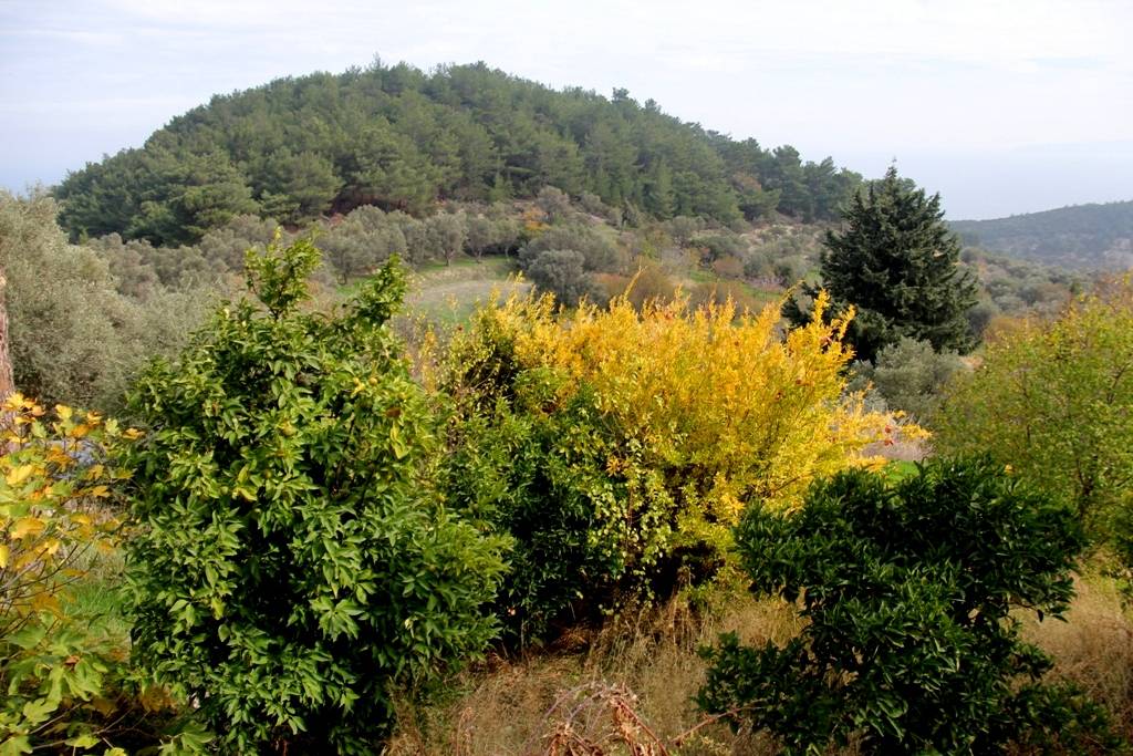 600 Yıllık Çınarın Gölgesinde Bir İzmir Köyü Balıkçı Limanı Ve Sade Lezzetlerin Adresi (4)