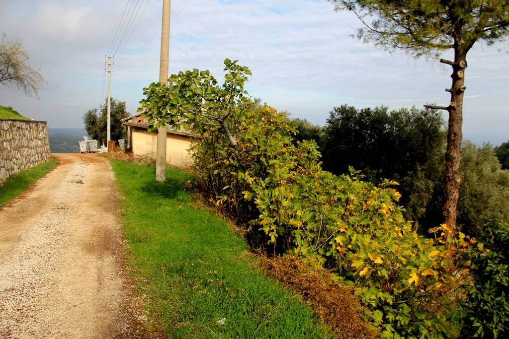 600 Yıllık Çınarın Gölgesinde Bir İzmir Köyü Balıkçı Limanı Ve Sade Lezzetlerin Adresi (5)