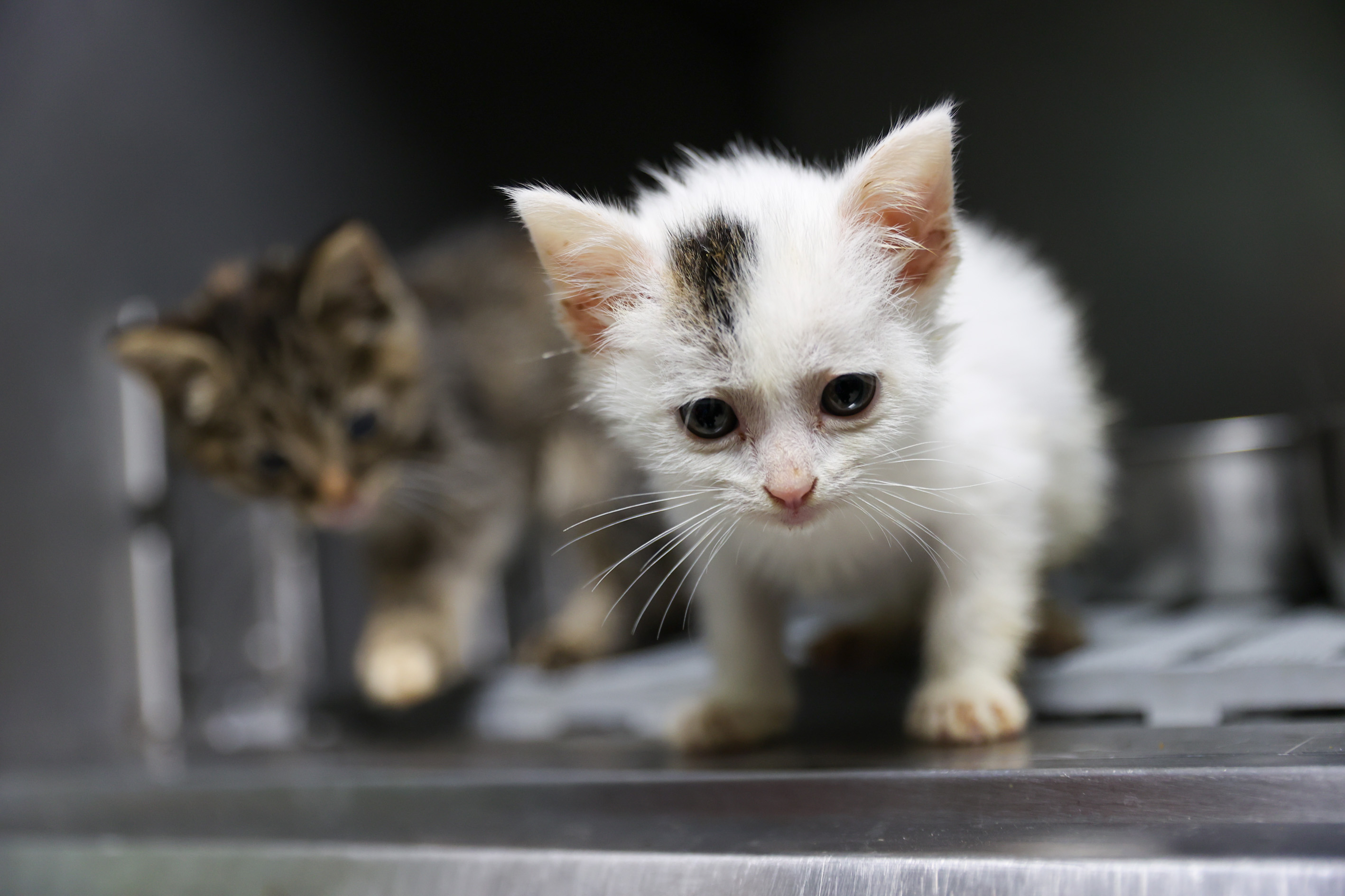 Buca'da sahiplendirme kampanyası meyvelerini veriyor: Yüzlerce can dost sıcak yuvaya kavuştu