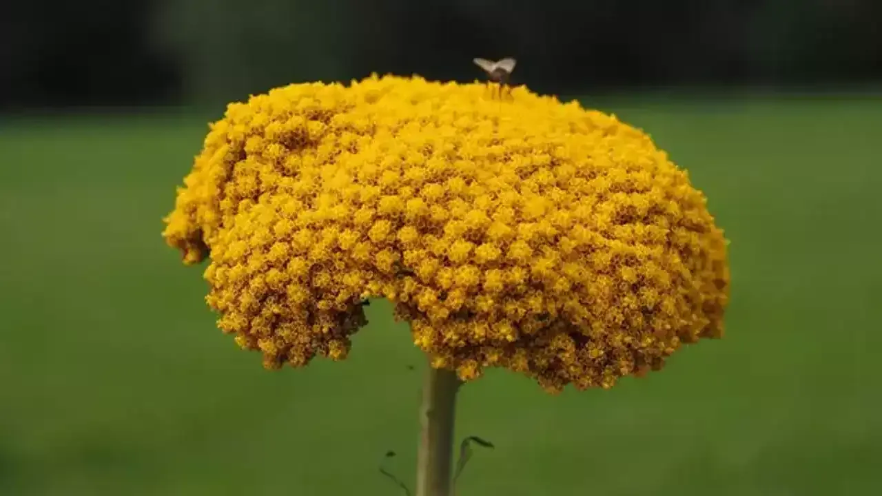 Civanperçemi otunun faydaları nelerdir? Civanperçemi otu nasıl tüketilir?