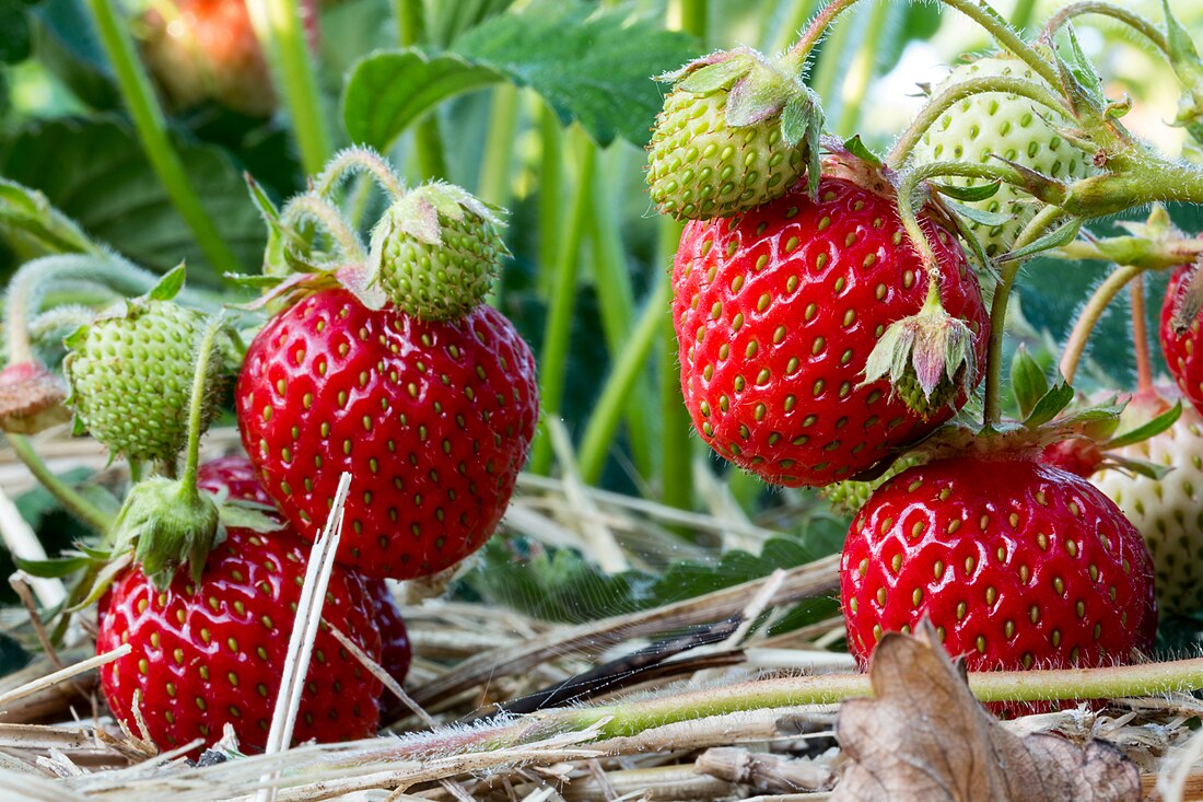 Kokusu ve aromasıyla biliniyor: İzmir’in lezzetinin ünü Avrupa’yı aştı