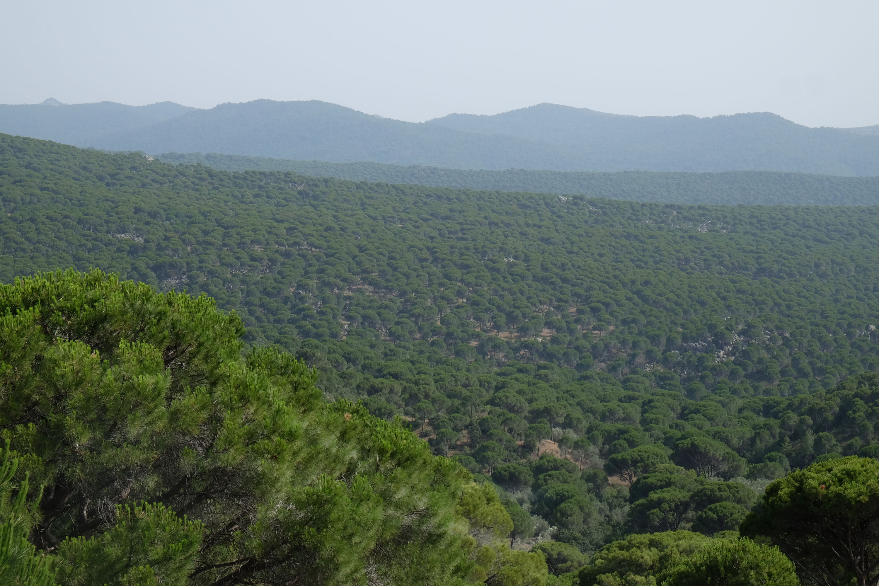 İzmir’in Yeşile Açılan Kapısı Karadeniz’i Geride Bırakan Doğa Harikası (7)