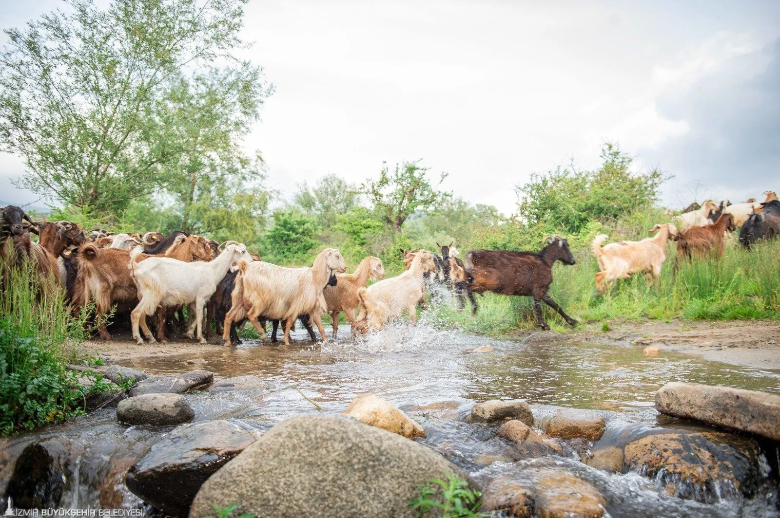 İzmir’in Yeşile Açılan Kapısı Karadeniz’i Geride Bırakan Doğa Harikası