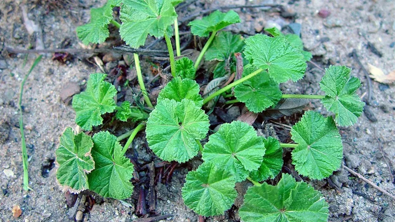 Ebegümeci otu, hem solunum yollarını hem de genel vücut sağlığını destekleyen çok yönlü bir bitkidir.